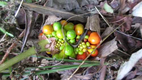Amur Jack-in-the-pulpit