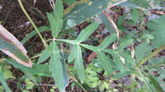 Angelica cartilaginomarginata