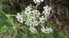 Angelica cartilaginomarginata