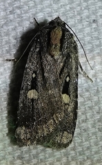 Abagrotis mirabilis