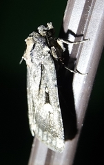 Abagrotis mirabilis