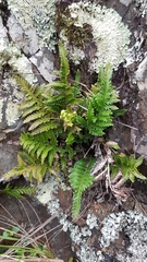 Asplenium appendiculatum maritimum