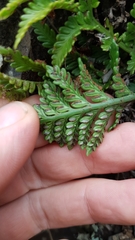 Asplenium appendiculatum maritimum