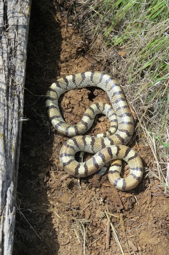 Western Milksnake photographed in Wyoming