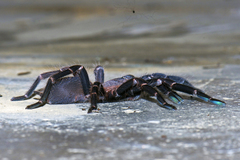 Chilobrachys stridulans