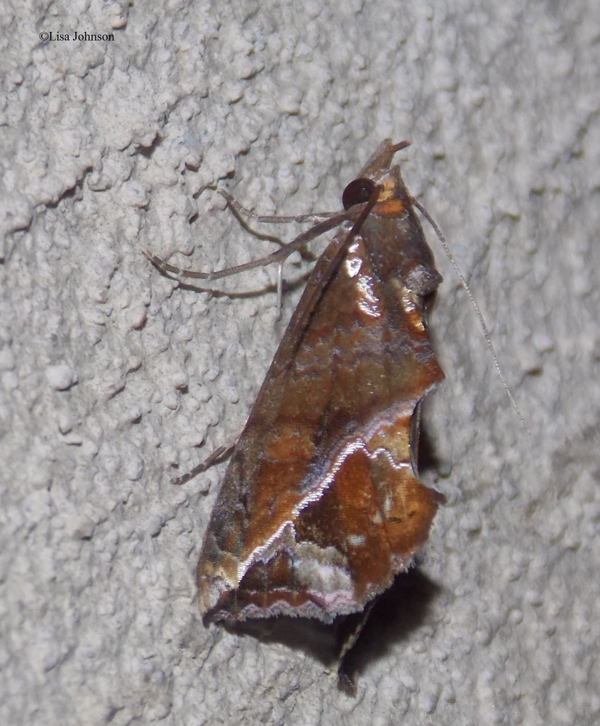 Plusiodonta thomae
