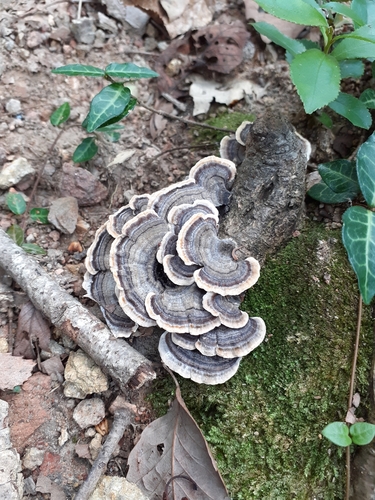 Trametes versicolor