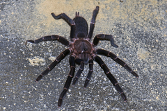 Chilobrachys stridulans