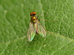 Diaphorinae
