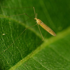Gonomyia