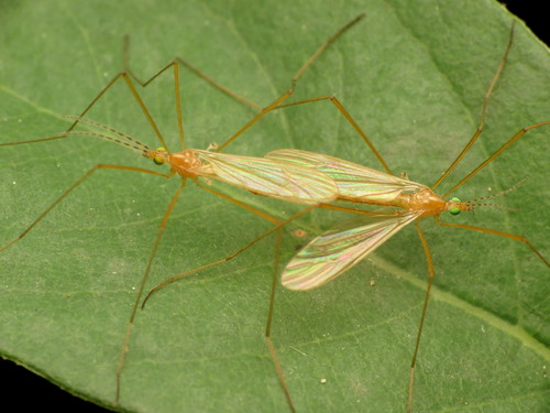 Atarba picticornis photo 2