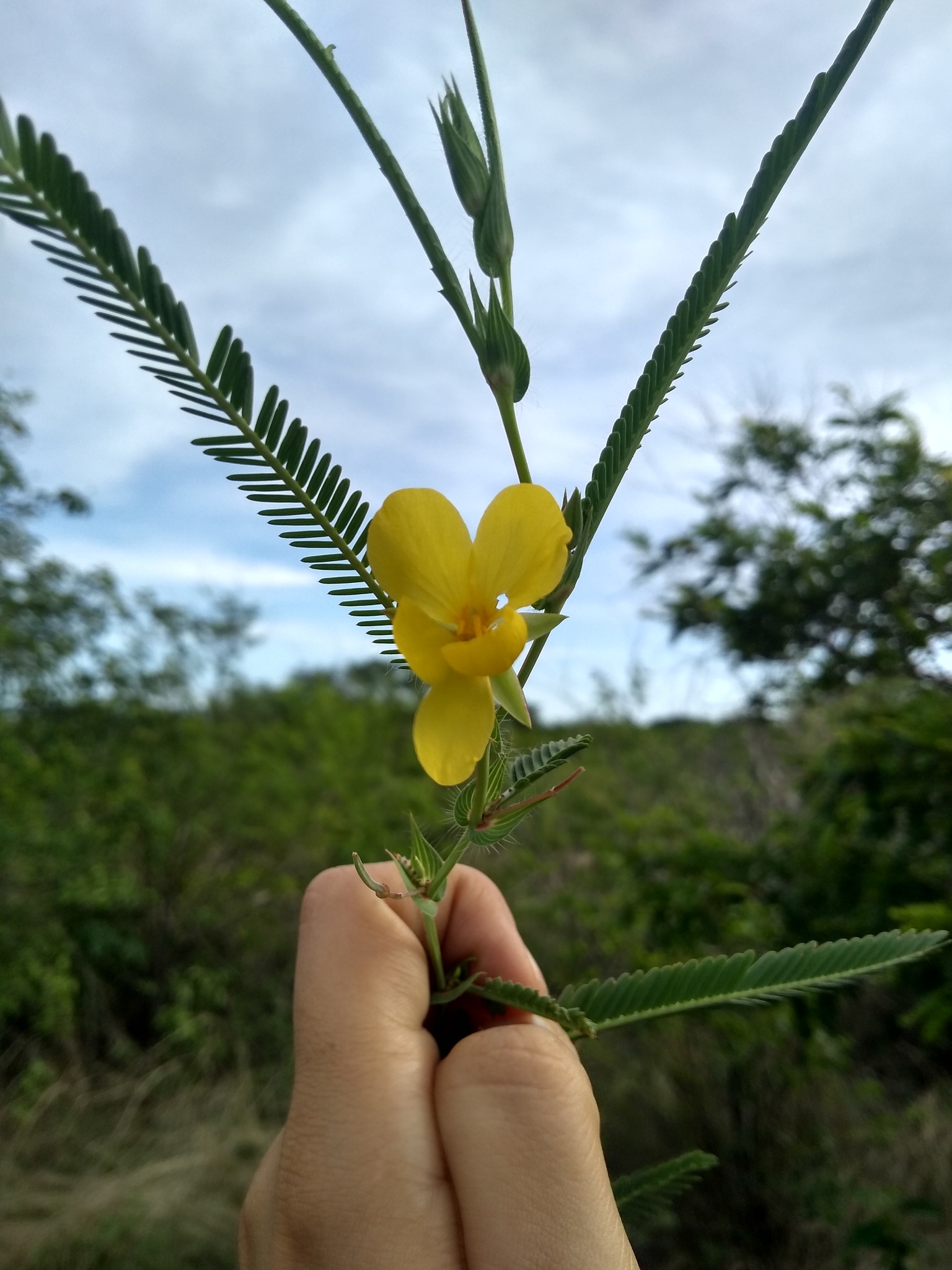 Chamaecrista flexuosa