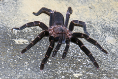 Chilobrachys stridulans