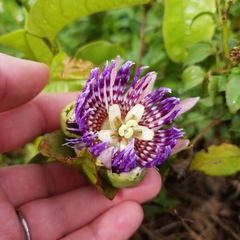 Passiflora laurifolia