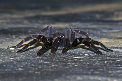 Chilobrachys stridulans