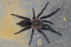 Chilobrachys stridulans