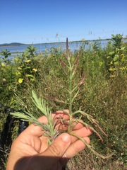 Salicornia rubra