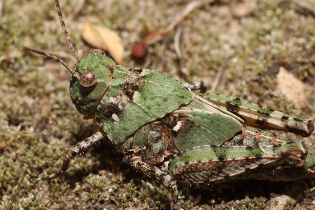 Angaracris barabensis from Linboyuan South Side, Chengde, Hebei, CN on ...
