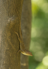 Anolis cybotes