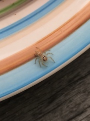 Vicirionessa mustela