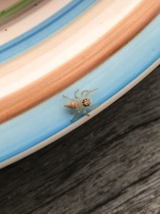 Vicirionessa mustela