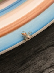 Vicirionessa mustela