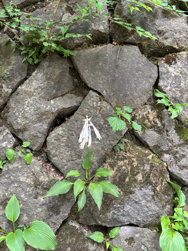 Hosta kiyosumiensis iNat (3)