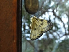 Pseudaphelia apollinaris