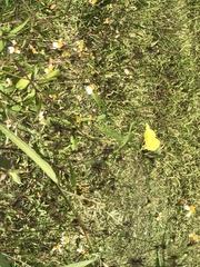 Abelmoschus moschatus