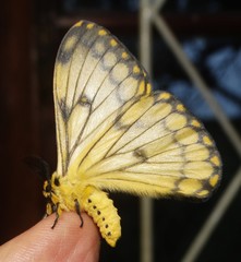 Pseudaphelia apollinaris