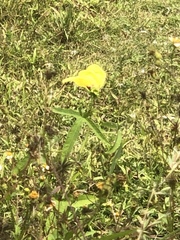 Abelmoschus moschatus