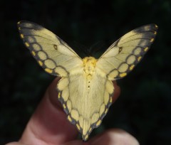 Pseudaphelia apollinaris