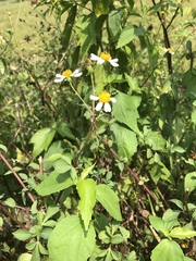 Abelmoschus moschatus