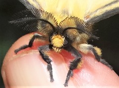 Pseudaphelia apollinaris