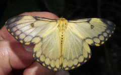 Pseudaphelia apollinaris