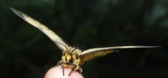 Pseudaphelia apollinaris