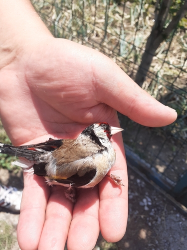European Goldfinch