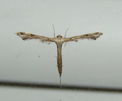 Stenoptilodes brevipennis