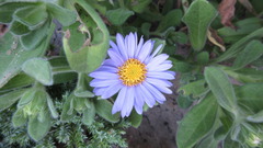 Aster spathulifolius