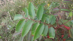 Toxicodendron vernicifluum