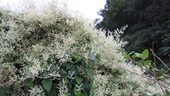 Reynoutria multiflora