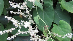 Reynoutria multiflora