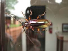 Neoplocaederus nitidipennis