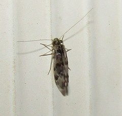 Stenopsocidae