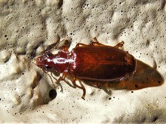 Plochionus timidus