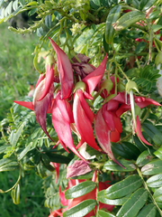 Clianthus maximus