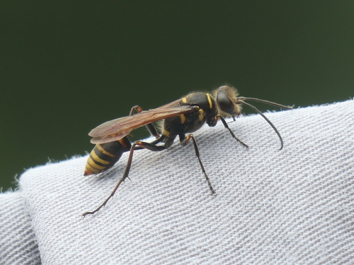 Sceliphron deforme