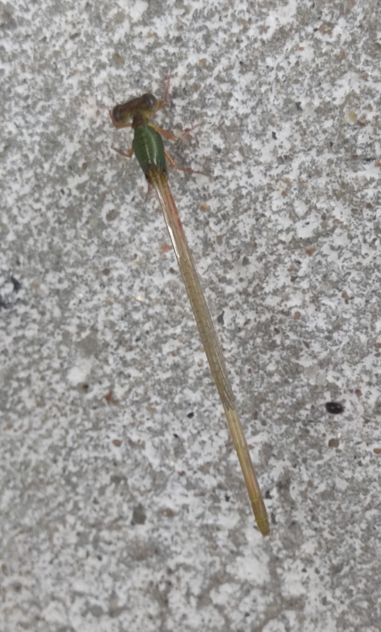 Coromandel Marsh Dart