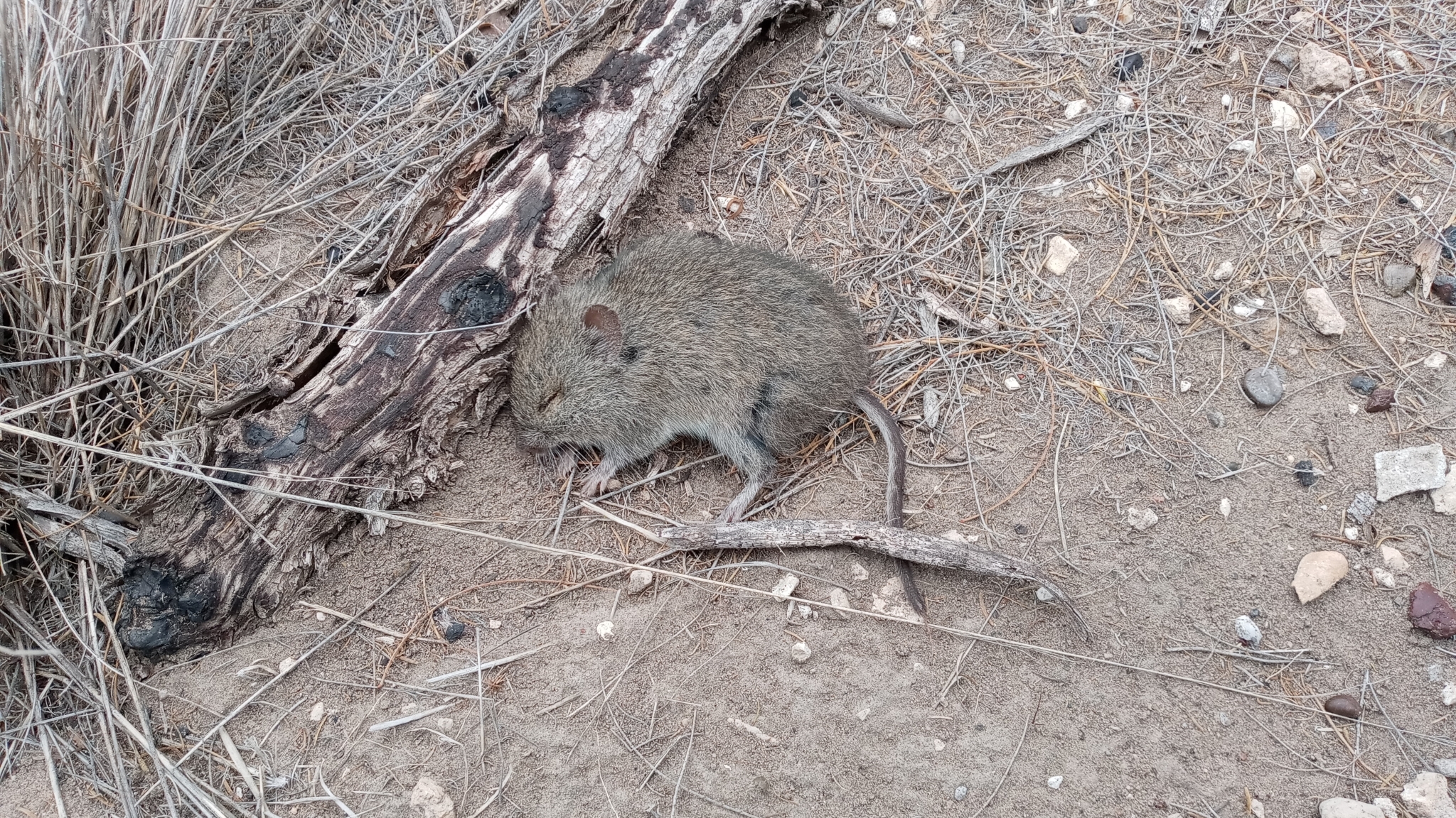 Patagonian Akodont photo 3