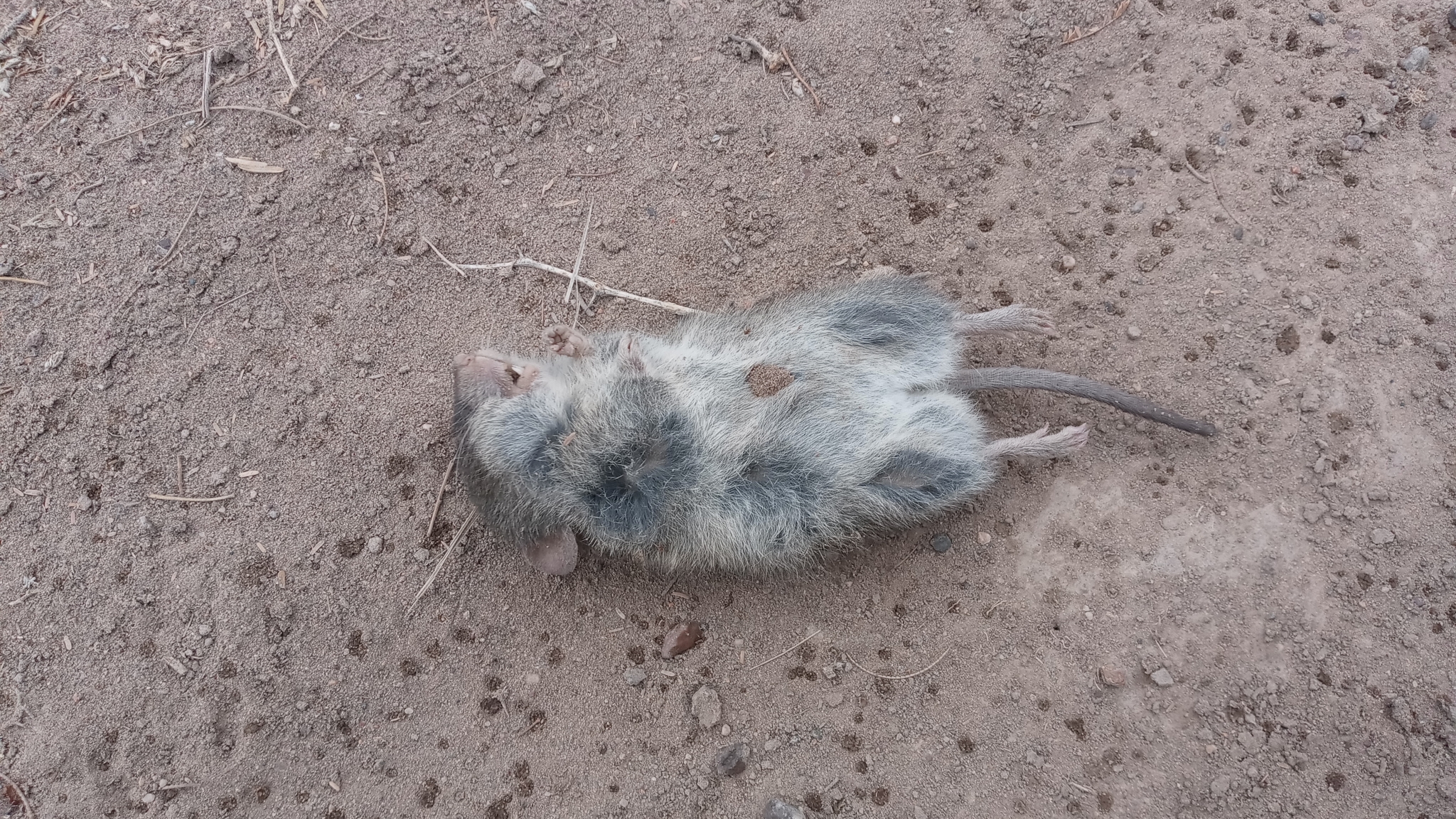 Patagonian Akodont photo 2